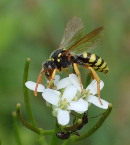Nomada goodeniana